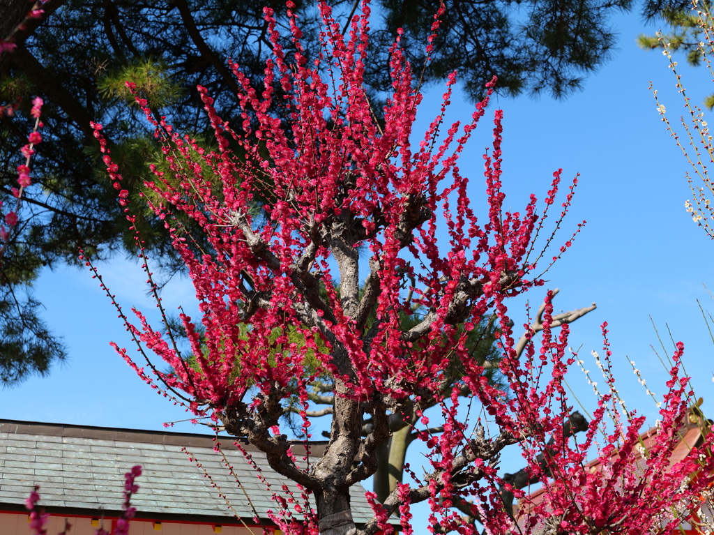 紅梅♪