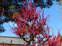 紅梅♪