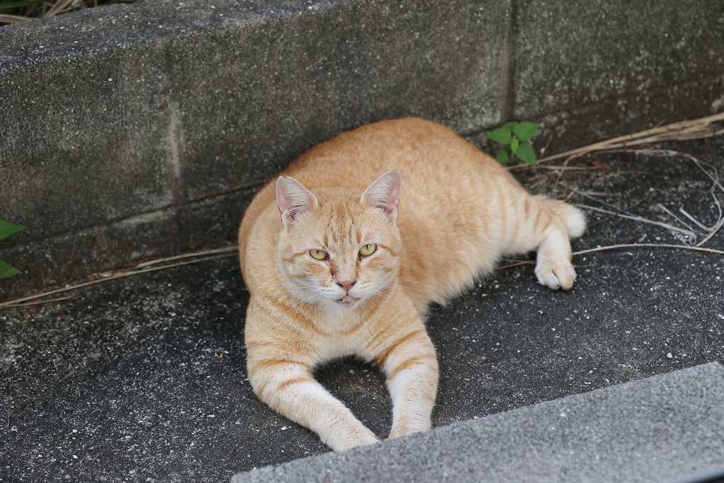 入れ替わり立ち替わり♪