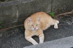 入れ替わり立ち替わり♪