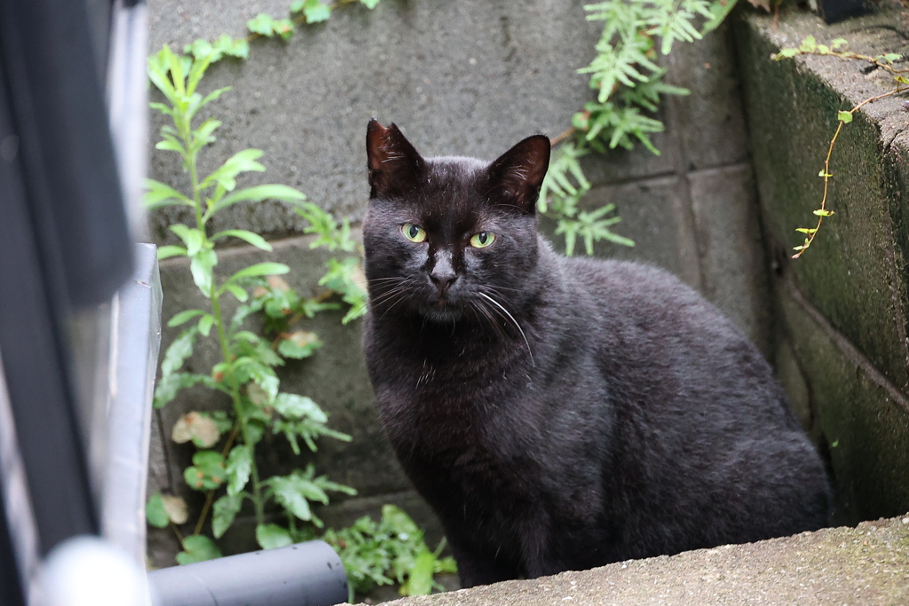 黒いのが居た♪