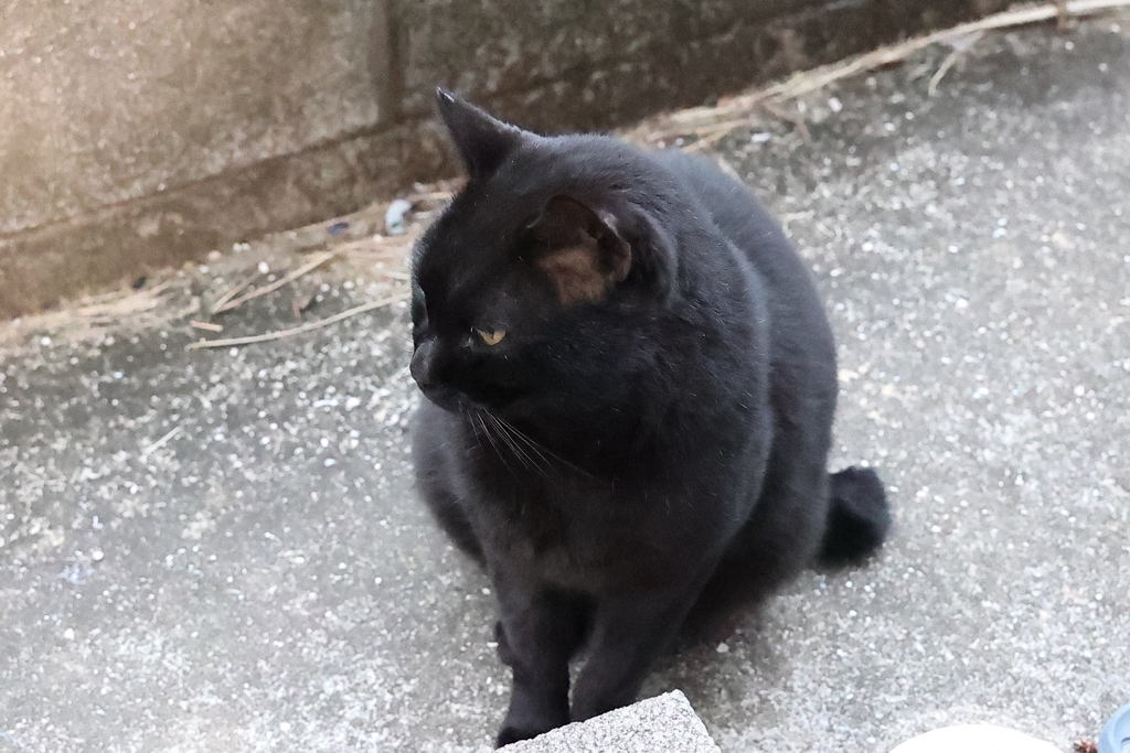 尻尾を立てる♪