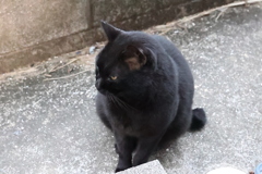 尻尾を立てる♪