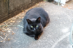 やっぱり来た♪