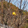 「冬の光景」（2）♪