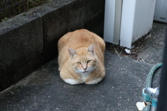 変則「香箱座り」♪