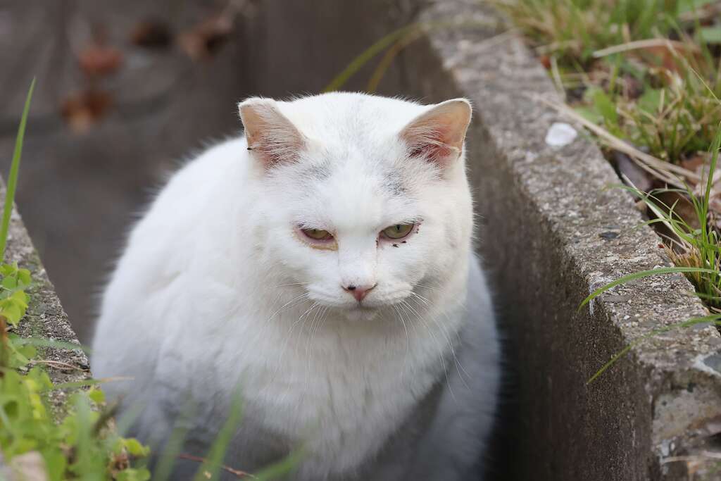 シロ♪