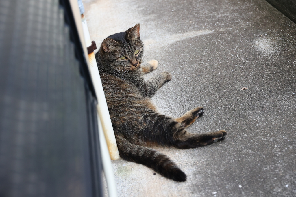 来たよ（中サバトラ）♪