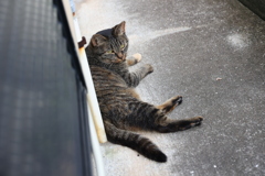 来たよ（中サバトラ）♪