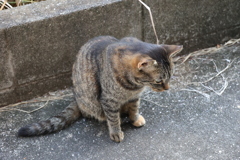 反省ネコ（中サバトラ）♪