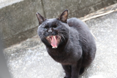 出ました～♪