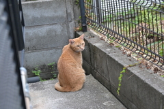 見返り美人（中茶トラ）♪