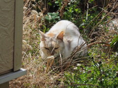 「春うらら」（外猫あるある）♪