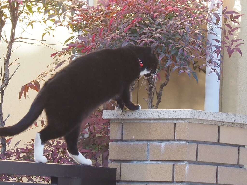 「歩き出した」♪