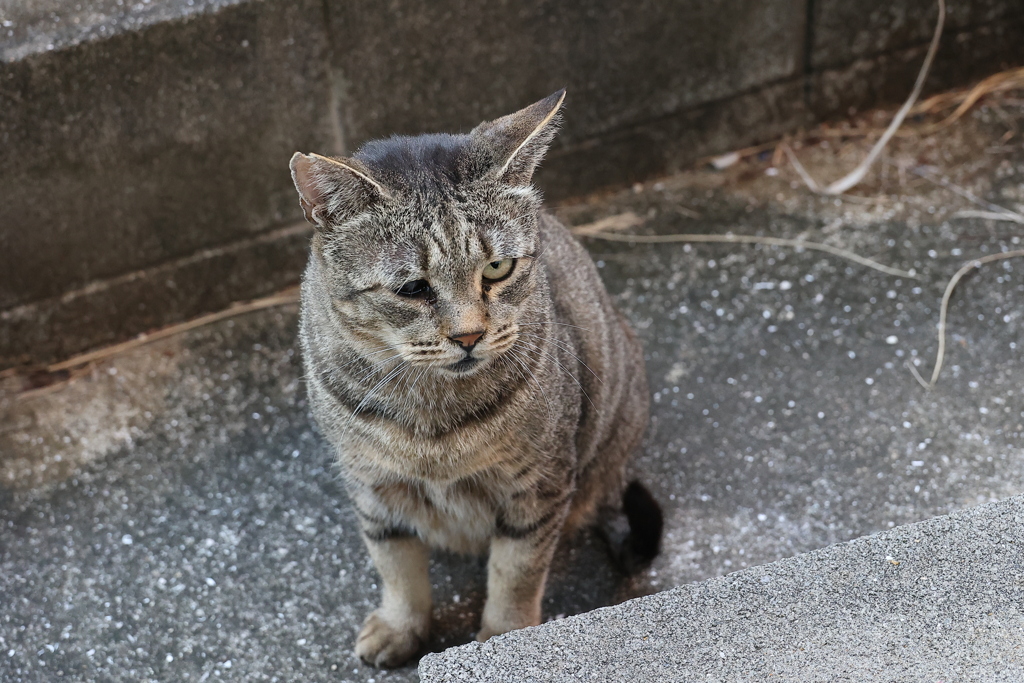 「大サバトラ」！