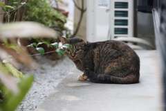 サバトラ発見！！（続編）