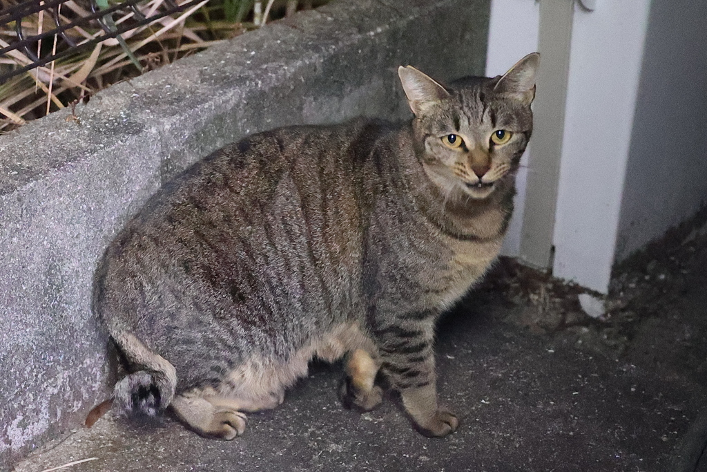 夜の「別サバトラ」♪