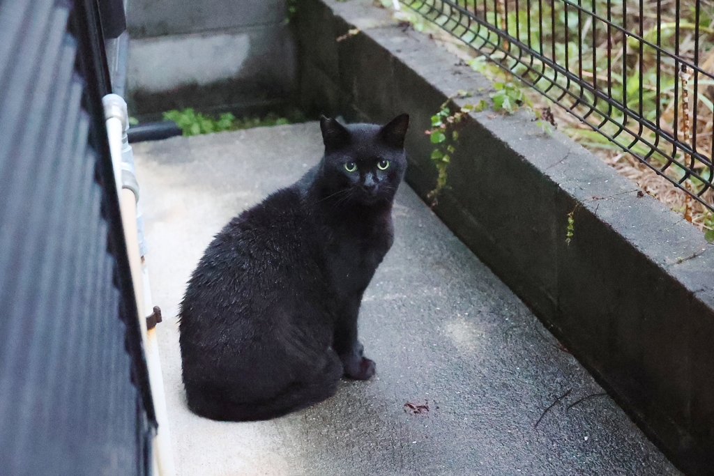 雨は、得意だ♪