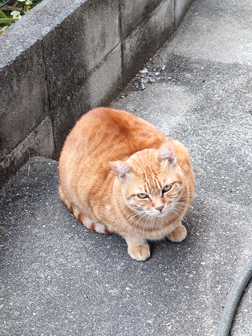 料理アイコン♪