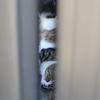 気付かれた♪