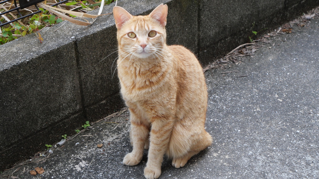 思いは、叶う
