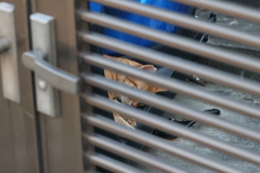 眠りネコ♪