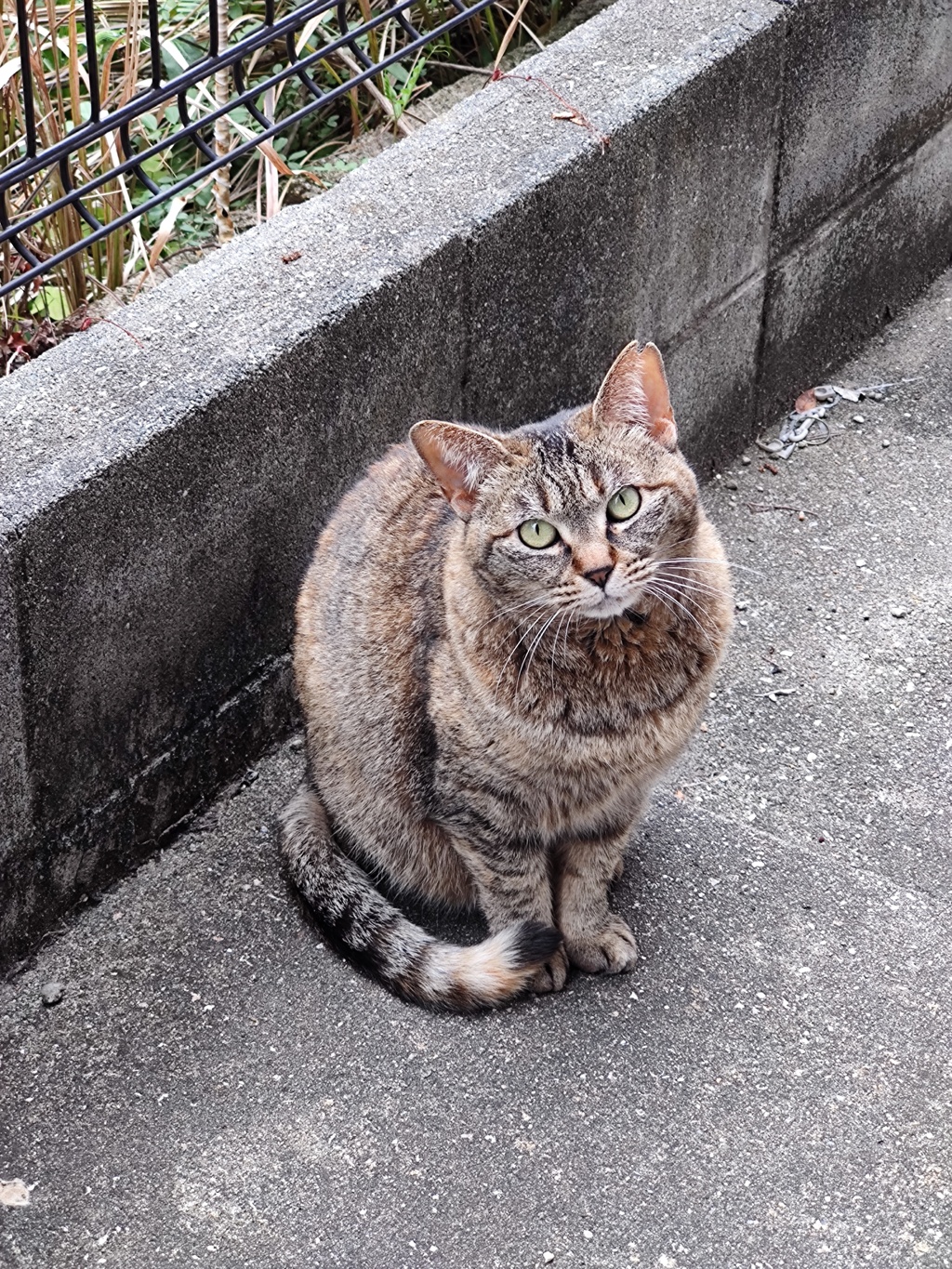 「ご飯下さいニャ」（続編）♪
