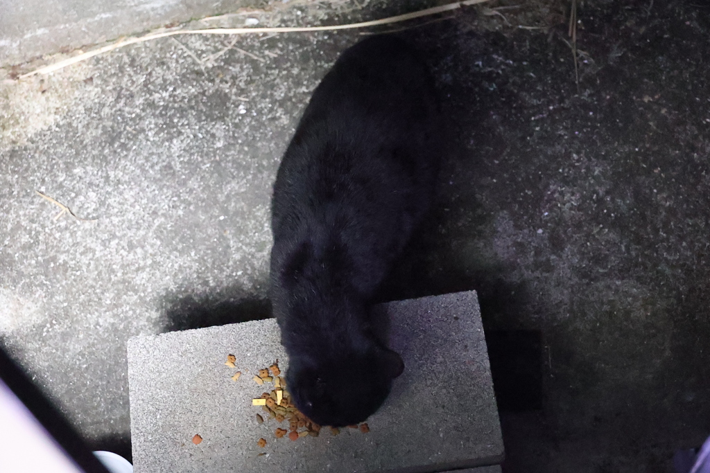 ノラの本性♪
