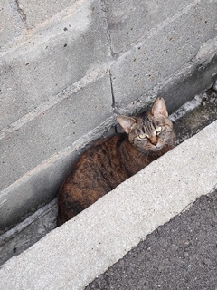 「隠れる」（続編）♪