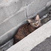 「隠れる」（続編）♪