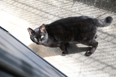 餌ちょ～だい（小クロネコ）♪