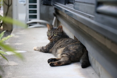 北側で、のんびり♪