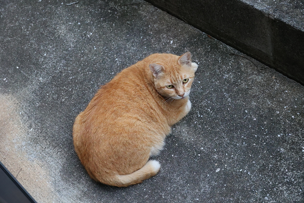 今日も日課だ♪