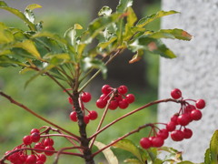 「赤い実」♪