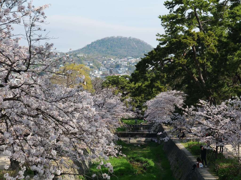 山と桜♪
