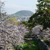 山と桜♪