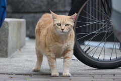 クリーム茶トラ♪