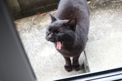 出たね♪