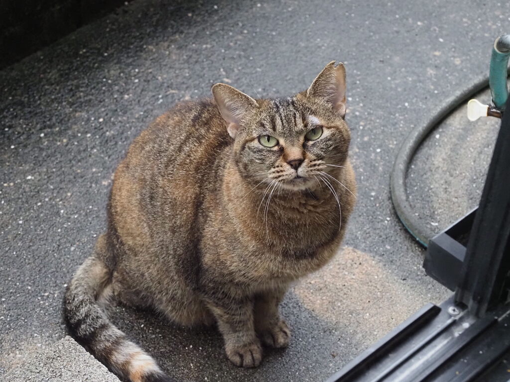「そぼ降る雨に」♪