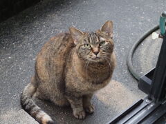 「そぼ降る雨に」♪