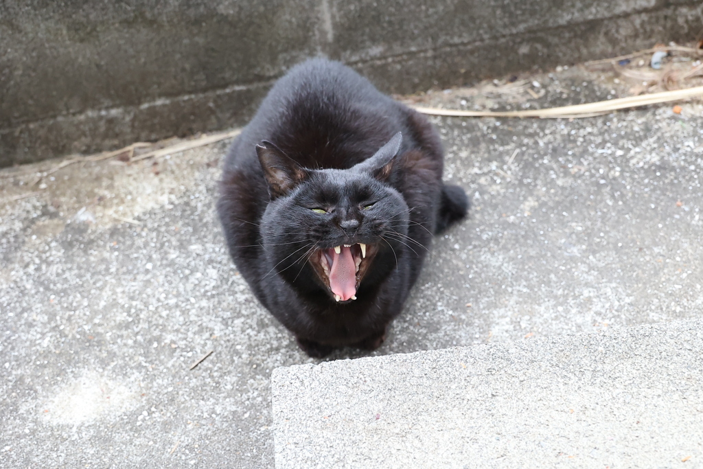 アンコール♪
