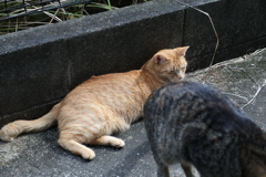 「中サバトラ」食事中♪