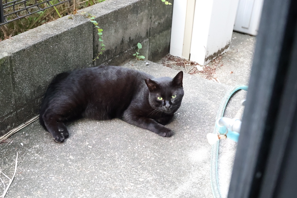 爪が出ている♪