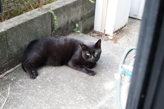 爪が出ている♪