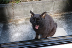 生あくび♪