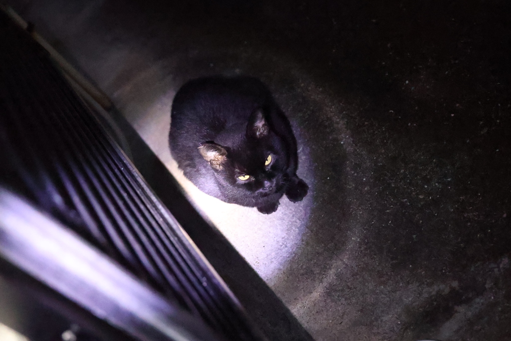 買い出し中止♪