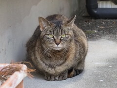 「ねこ祭り」（2匹目）♪