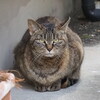 「ねこ祭り」（2匹目）♪