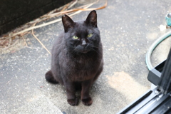 ネコだまし♪