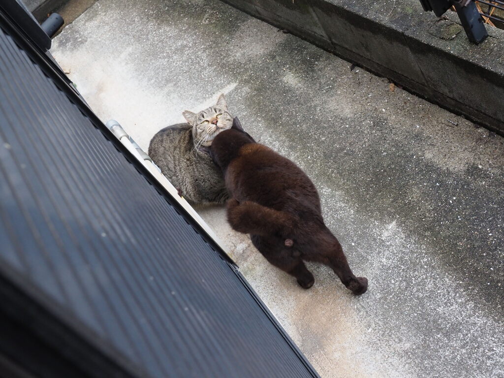 アッパーカットにゃ♪